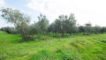 Ackerland zu verkaufen Tar-Vabriga Poreč