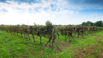 Terreno agricolo in vendita Tar-Vabriga Poreč