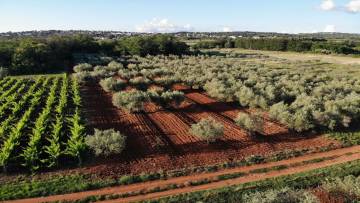 Olive grove with old olive trees Kaštelir - Labinci