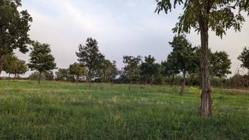 Attractive agricultural land near the center of Kaštelir