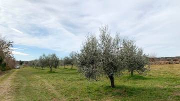 Building plot for sale Filipana Marčana