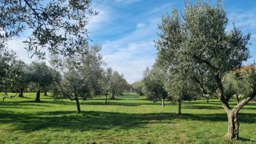 Terreno agricolo in vendita Muntić Pula