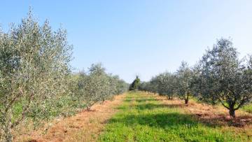 Poljoprivredno zemljište na prodaju Tar-Vabriga Poreč